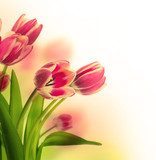 Red tulips with green grass. Floral background. 
