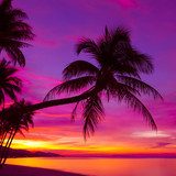 Palm tree silhouette at sunset on tropical beach 
