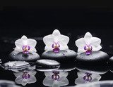 orchid flower and stones in water drops 