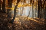 colorful forest in autumn with sun rays 
