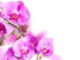 Delikatność orchidei
