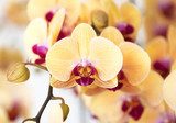 Piękna żółta orchidea.