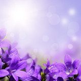 Kwiaty w soczystej purpurze