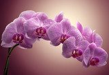 Bukiet orchidei w kolorze magenty