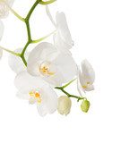 Biel w bieli. Kwiecista orchidea.
