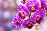 Piękno orchidei. Fototapeta.