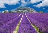 Lavande en Provence, village provenÃ§al en France 