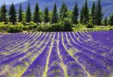Lavender flower blooming.SUmmer background.Provence,France. 