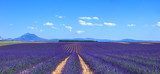 Lavender flower blooming fields and trees row. Valensole, Proven 