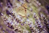 Beautiful butterfly sitting on lavender plants 
