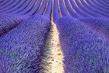 Lavender flower blooming fields as pattern or texture. Provence, 