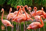 Flamingos am Wasser 