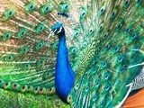 Peacock â Pavo cristatus 