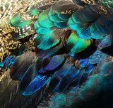 Colorful peacock feathers 