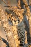 Young Cheetah 