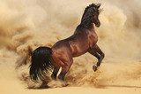 Purebred arabic stallion in desert 