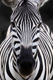 Zebra head 