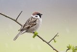Tree sparrow, Passer montanus 