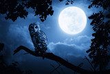 Owl Illuminated By Full Moon On Halloween Night 