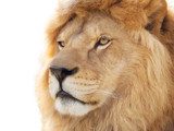 Pride of lion 