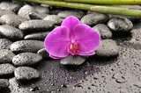 Fiolet kwitnącej orchidei