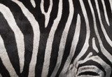 Afrykańska tekstura. Zebra.