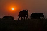 Evening Elephants 