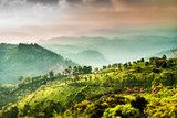 Tea plantations in India (tilt shift lens) 
