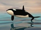 Killer whale jump - 3D render 