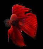 siamese fighting fish isolated on black background. 