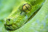 Dzikie spojrzenie. Zielony wąż.