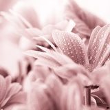 Beautiful daisy flowers closeup 