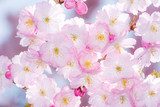 Pink Cherry Blossoms 