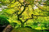 Amazing Green Tree 