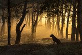 Dog sits in a tight fog in pine forest at dawn in the morning in 