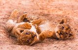 Cute Lion Cubs 