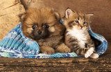 Spitz puppy and kitten breeds Maine Coon, Cat and dog 