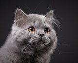 Gray british longhair kitten 