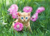 Cute little kitten sitting in rose flower meadow 