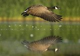 Canada goose, Branta canadensis 