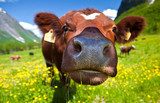 Norwegian cow 