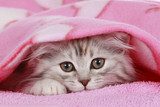 KÃ¤tzchen schaut unter Decke hervor - cat hides under blanket 