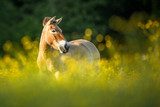 Przewalski horse grazing on a lovely meadow 