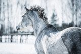 Grey horse running in winter 