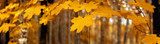 Yellow autumn maple leaves â banner, panoroma 