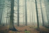 Scary mountain forest in dense fog 