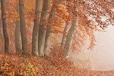 Herbstwald im Nebel, Nationalpark Jasmund auf RÃ¼gen 