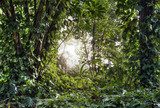 Green tropical rain forest with light shine through 
