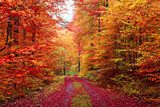 FarbenprÃ¤chtiger Herbstwaldweg im Oktober 