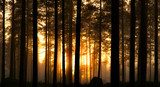 Sunset in foggy forest 